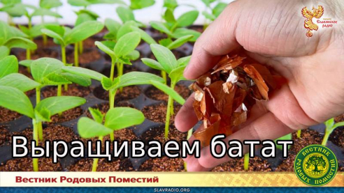 Выращиваем батат