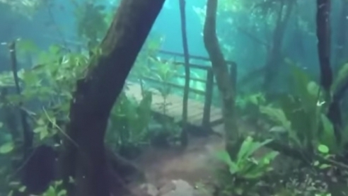 Сказочный лес под водой
