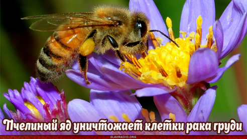 Пчелиный яд уничтожает клетки рака груди