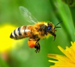 Лечение пчёлоужалением