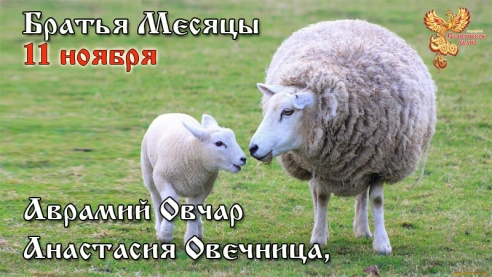 11-е ноября - Анастасия Овечница, Аврамий Овчар