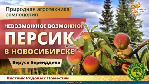 Невозможное возможно! Персик в Новосибирске