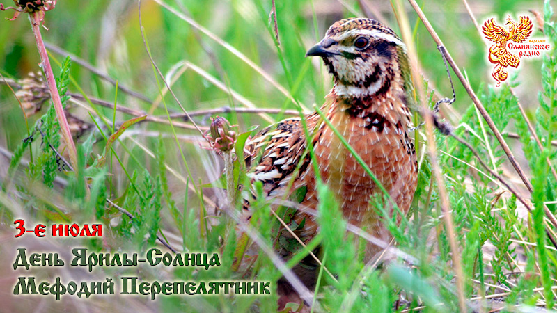 3-е июля