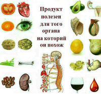 Физиологическое питание человека.