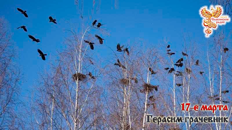 17-е марта. Герасим грачевник.