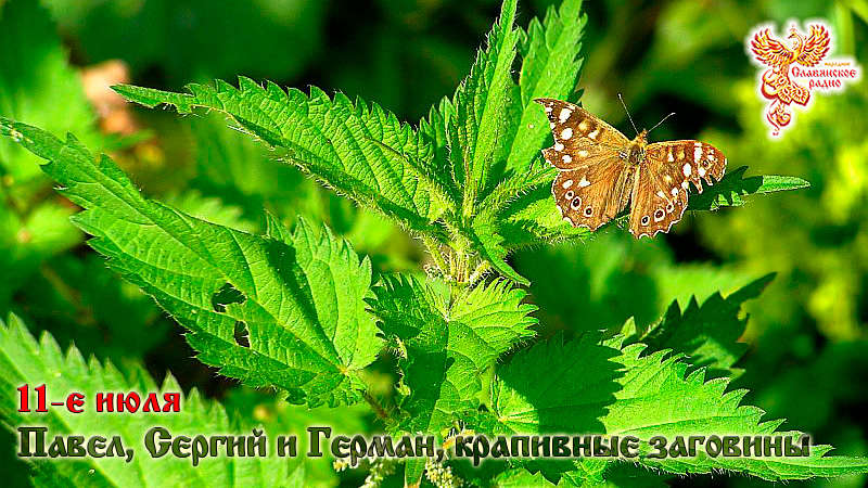 11-е июля