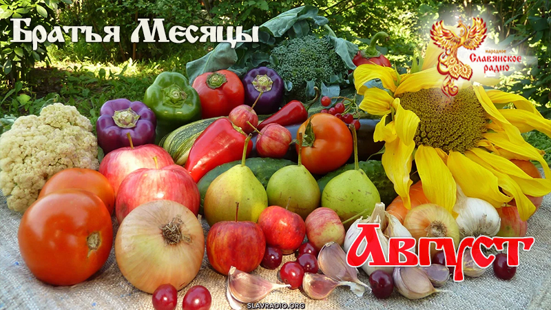 Август