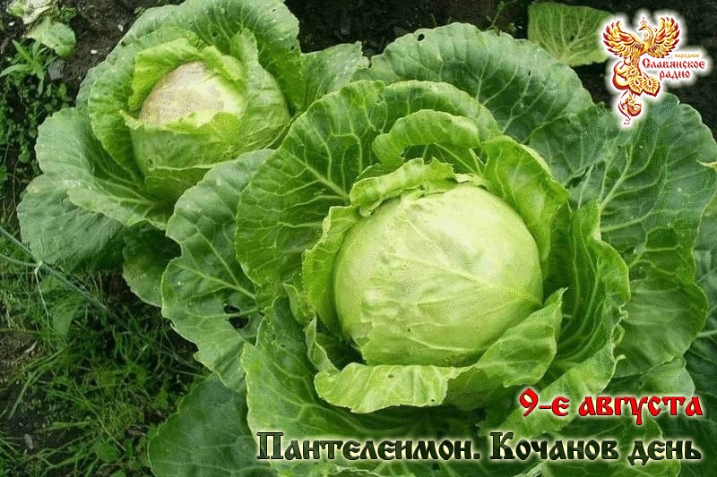 9-е августа