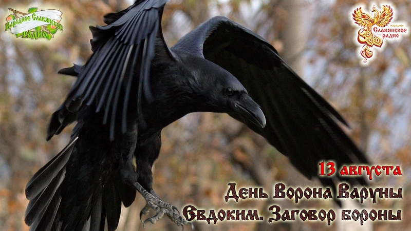 13-е августа - День Ворона Варуны. Евдоким. Заговор бороны