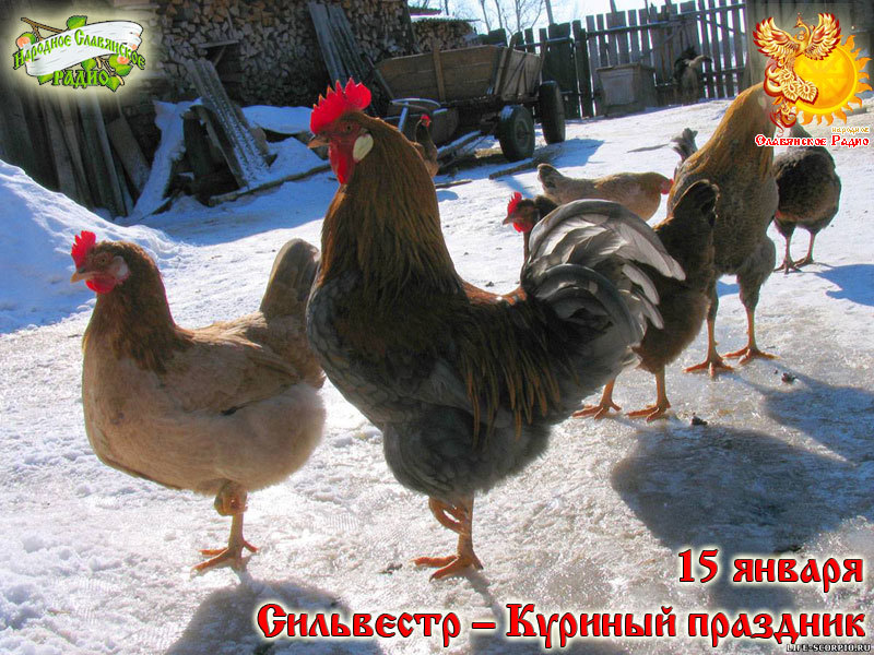 15-е января