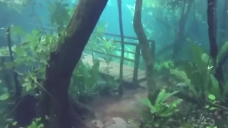 Сказочный лес под водой