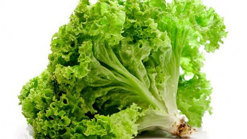 Употребление листового салата омолаживает мозг на 11 лет