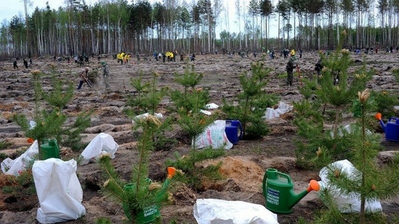 В России началось стихийное движение по возрождению сгоревшего леса 
