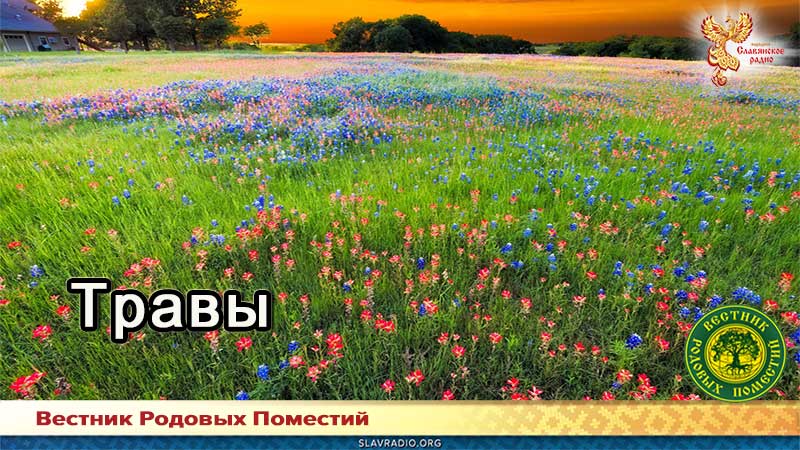 Травы