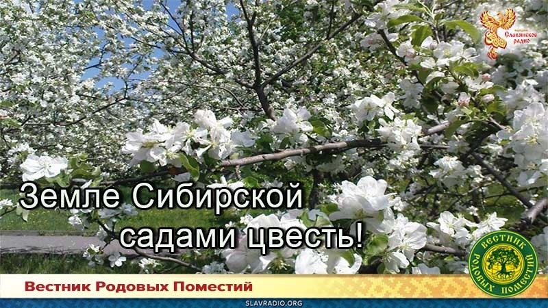 Земле Сибирской садами цвесть!