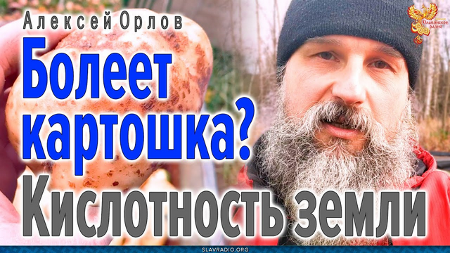 Болеет картошка? Кислотность земли