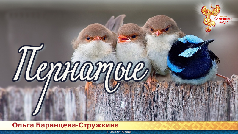 Пернатые 