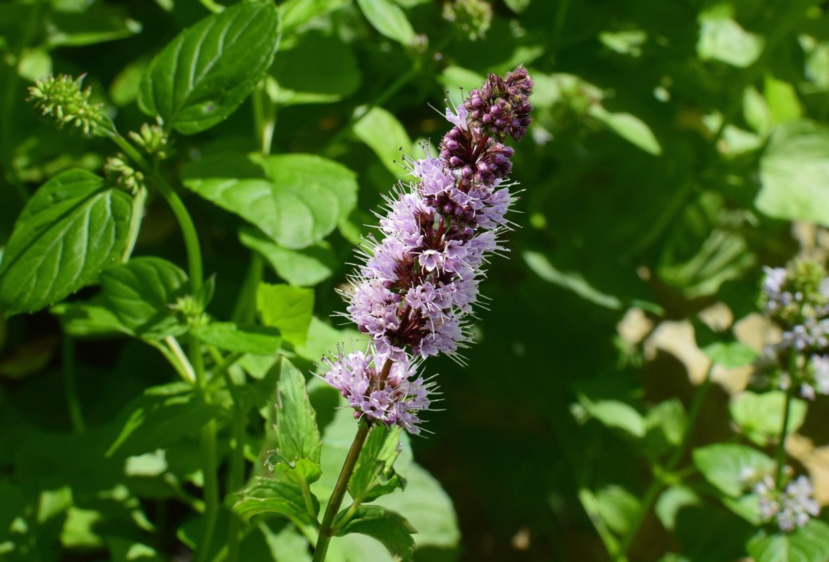 Пачули. Яванская пачули. Pogostemon Patchouli. Пачули Pogostemon cablin. Пачули (Patchouli).