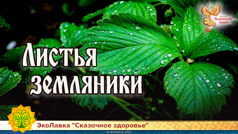 Листья земляники | Народное славянское радио