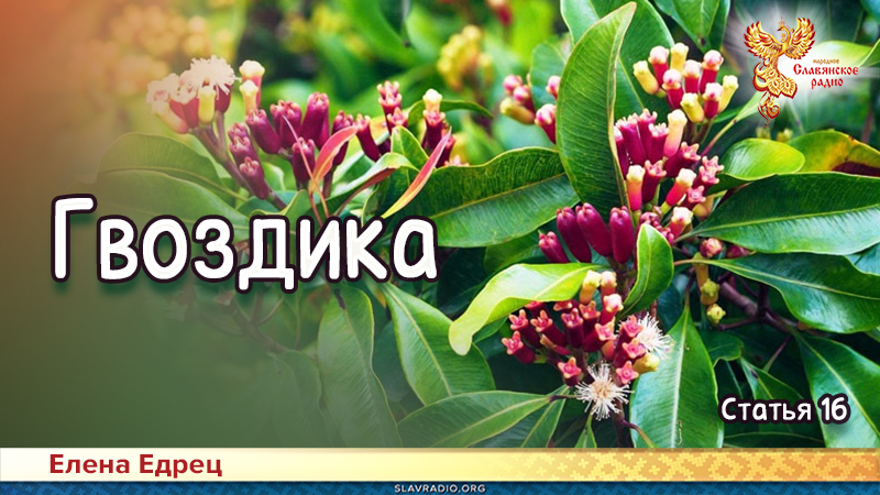 Гвоздика | Народное славянское радио
