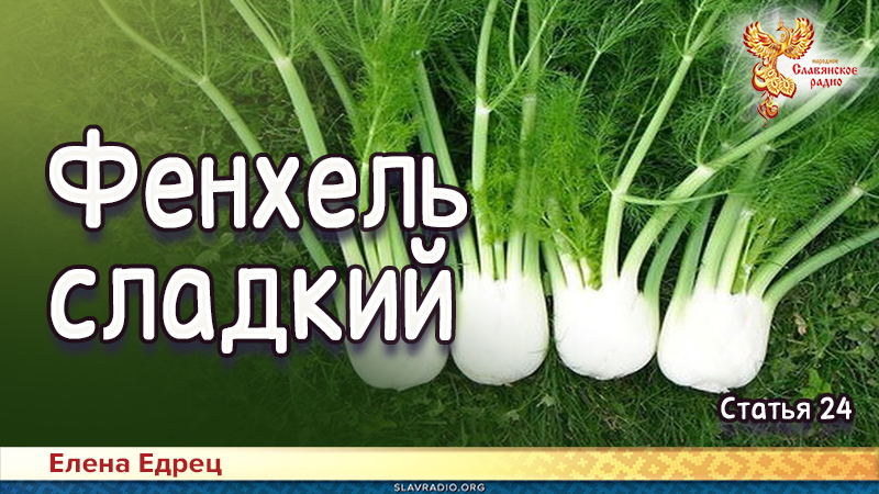 Фенхель сладкий | Народное славянское радио