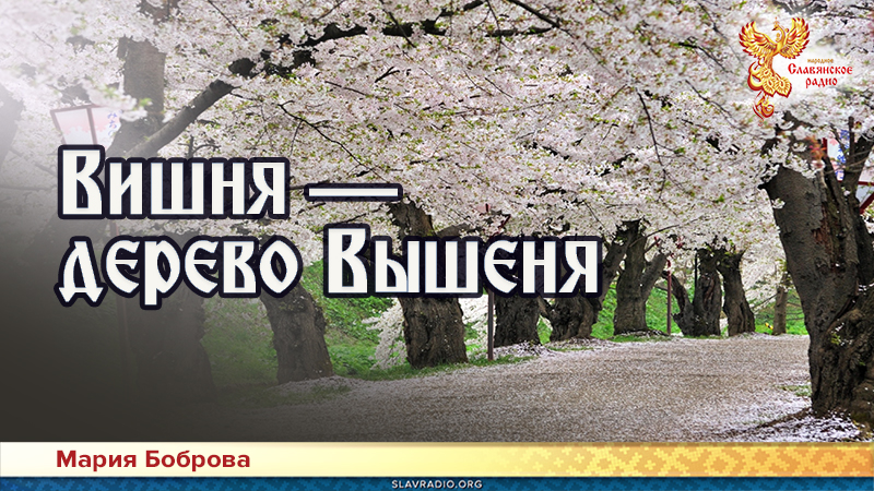 Вишня — дерево Вышеня
