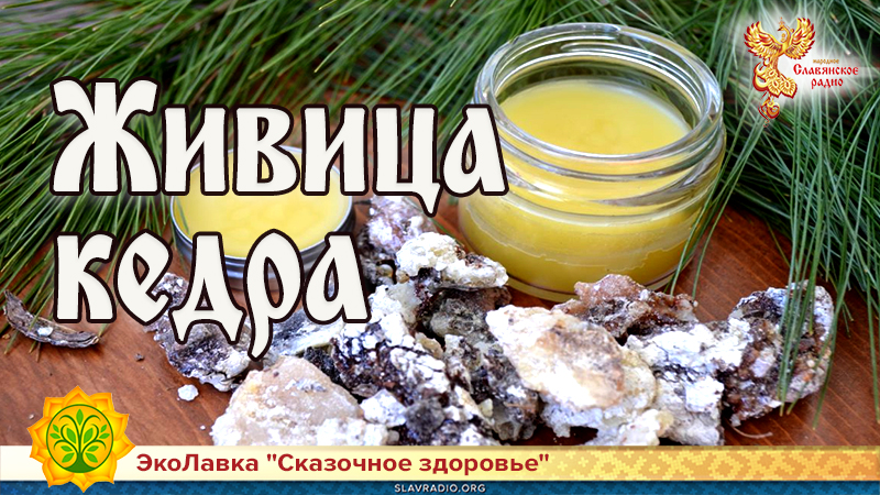 Живица кедра | Народное славянское радио