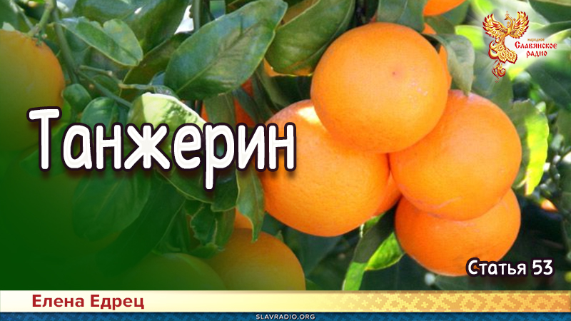 Танжерин 
