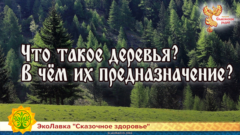 Что такое деревья? В чём их предназначение?
