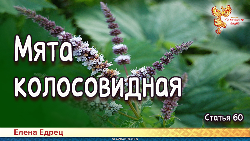Мята колосовидная