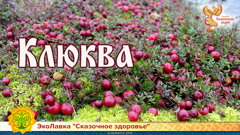 Клюква