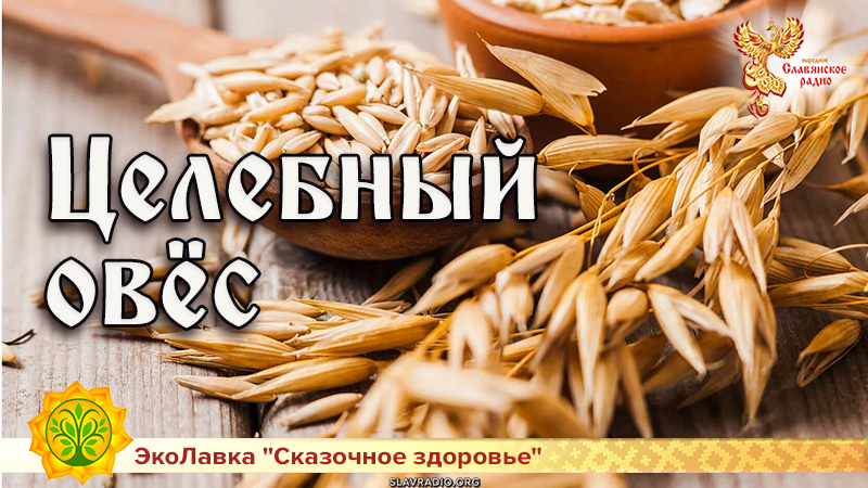 Целебный овёс