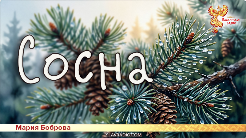 Сосна 