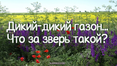 Дикий-дикий газон... Что за зверь такой?