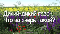 Дикий-дикий газон... Что за зверь такой?