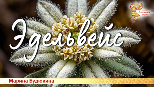 Эдельвейс