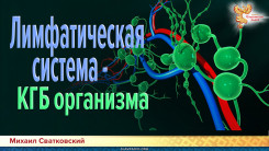 Лимфатическая система - КГБ организма