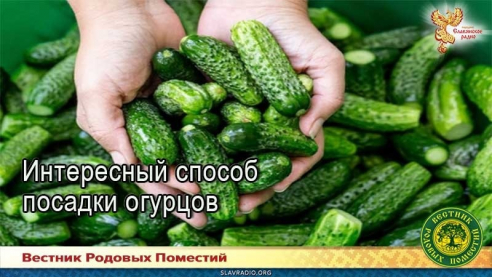 Интересный способ посадки огурцов