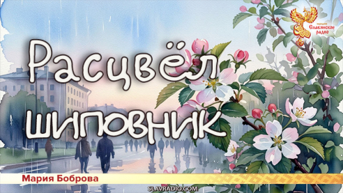 Расцвёл шиповник 