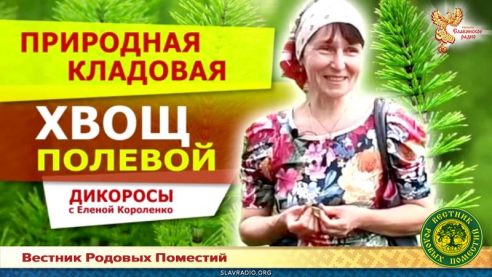 Хвощ полевой