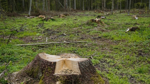 Прокуратура выявила случаи намеренного поджога леса в Сибири 