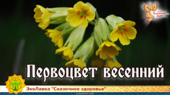 Первоцвет весенний 