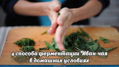 4 способа ферментации Иван-чая в домашних условиях 