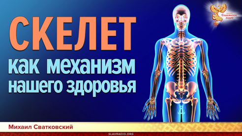 Скелет, как механизм нашего здоровья