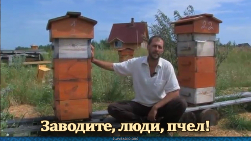 Заводите, люди, пчёл!
