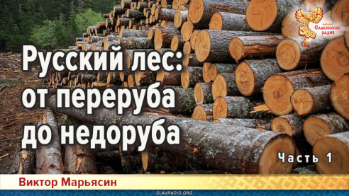 Русский лес: от переруба до недоруба. Часть 1