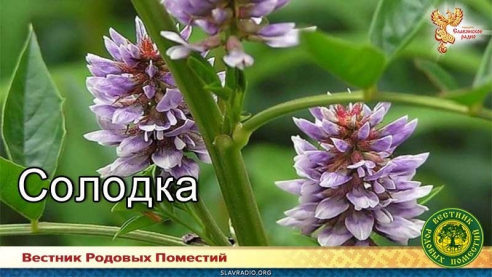 Солодка