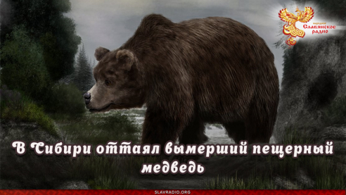 В Сибири оттаял вымерший пещерный медведь