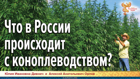 Что происходит в России с коноплеводством?