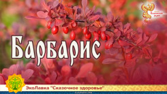 Барбарис 